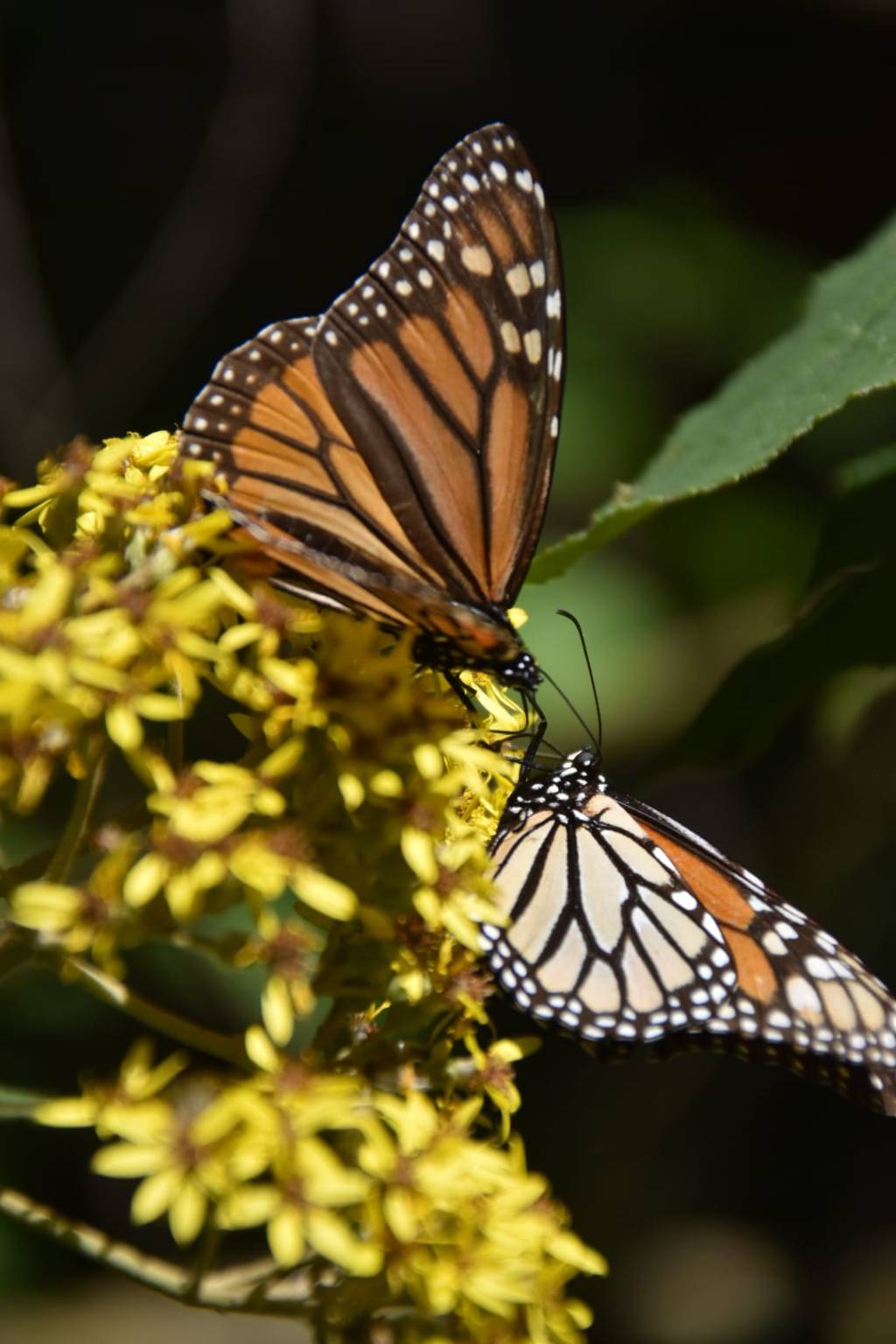 Entrevista – Una Monarca entre mariposas monarcas